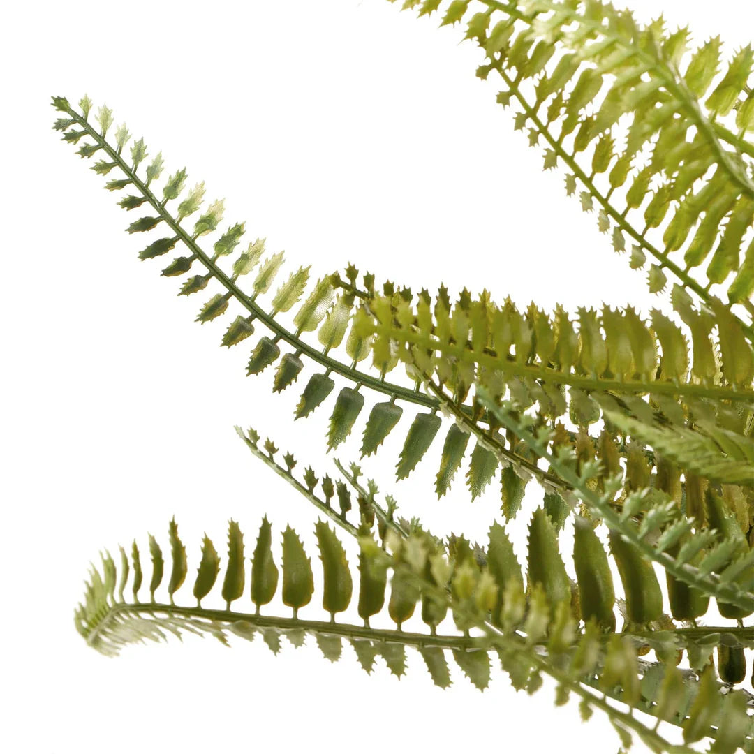 Botanica Hanging Boston Fern Green - 56x56x95cm