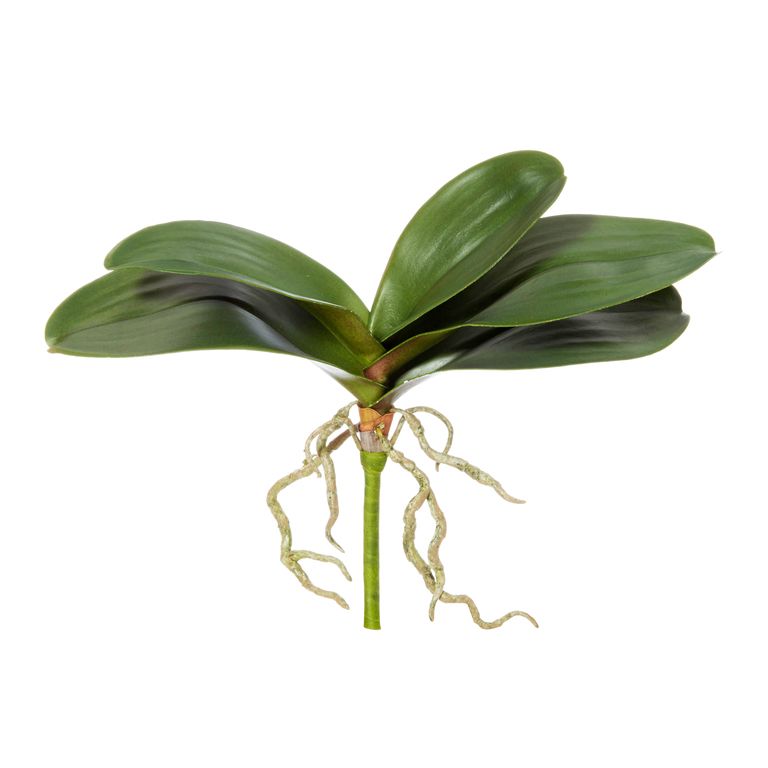 Phalaenopsis Foliage - Green