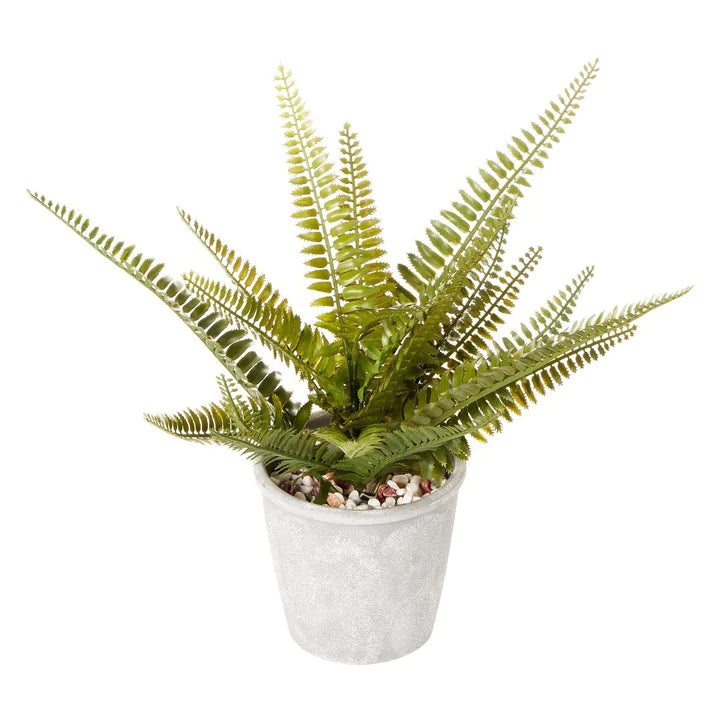 Boston Fern Green  - 30cm