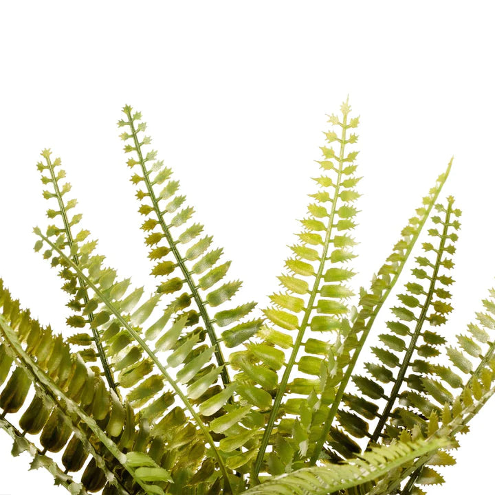 Boston Fern Green  - 30cm