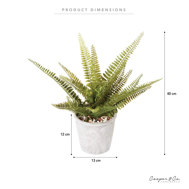 Boston Fern Green  - 30cm